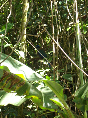 Another tropical bird that Matt's camera got a much better shot of than mine did.