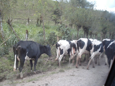 Two things of noteworthiness: (1) the cows in the middle of the road; (2) the road.  Most of the roads we were on in Costa Rica were extraordinarily bumpy, dirt roads.  Imagine the worst road in Maine (or Canada, let's be honest -- their roads are awful) and make the hill grade about 80%, and deepen the potholes by about 70%.  Then you've got the stereotypical Costa Rican road.  They don't like it, but they make sure their vehicles can handle it.  Needless to say, there are car part stores all over the place.