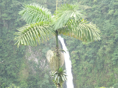 Onto the next portion of our trip: we are now at La Fortuna Waterfall.  It was quite a hike down the hill and back up again, and Kathy and I did it two days in a row!  The town and waterfall were renamed such in 1968 because they're on the side of Volcano Arenal that did NOT get blown out.