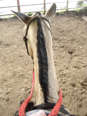 The next day when the rest of the group went canyoning, Kathy and I set out for a three hour horseback ride.  We didn't expect it to be so rigorous!  They had us cantor and gallop and everything!  Needless to say, the part of me that hit the saddle were sore for a few days.
