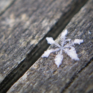 Photo Selection - 20101224