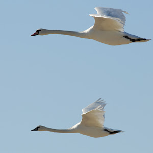 Photo Selection - 20101226