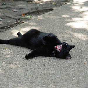 Photo Selection - 20110112