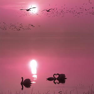 Photo Selection - 20110117