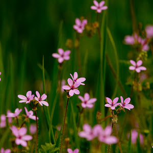 Photo Selection - 20110206