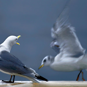 Photo Selection - 20110126