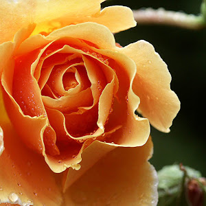 Photo Selection - 20110204