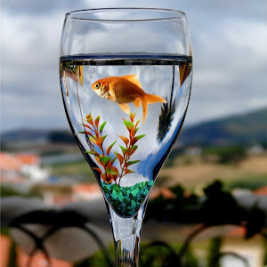 Photo Selection - 20110430
