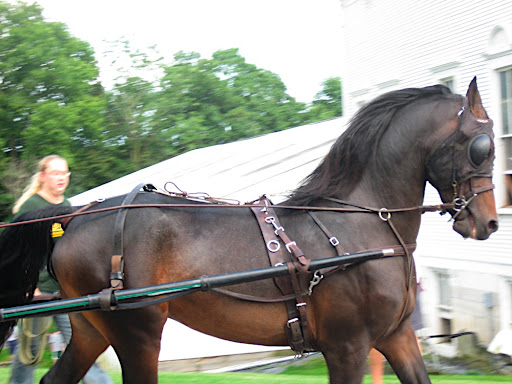 Visit the Famous Morgan Horse Farm at. University of Vermont By Dale Piper .