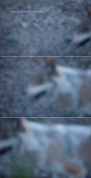 写真22　ウルフ-1