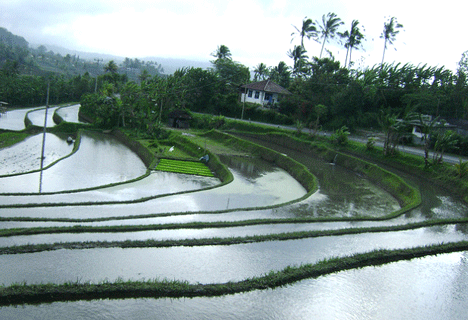 rice terrace