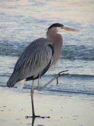 [heron1[2].jpg]