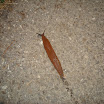 DSC05735.JPG