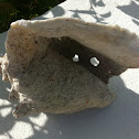 Artist's conch shell