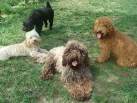 Look, red, chocolate, golden blond and black Australian Labradoodles in all sizes.