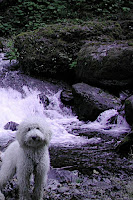 Penelope on a hike up the creek ya!