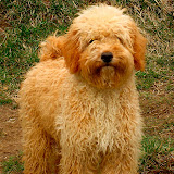 Sire Rainier's Clover