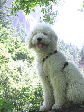 Proud Penelope Labradoodle