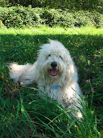 Gorgeous Madrone a breeding stud Labradoodle.