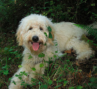 Wonderful Madrone is a proud Labradoodle breeding stud dog.