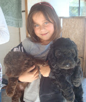 Labradoodle puppies a gentle loving kids dog.