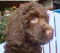 Gorgeous Chocolate Doodle