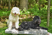 Duncan and Harrison<br />
gorgeous doodles in<br />
City : Mokena           State:IL