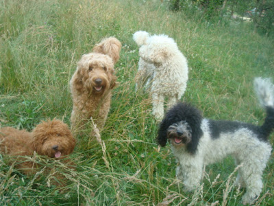 hello Labradoodles
