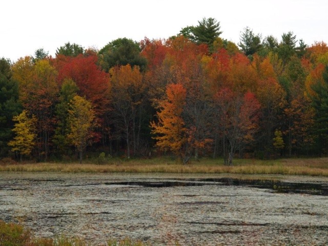 [pond[3].jpg]