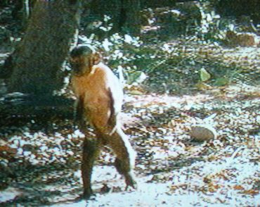 道具を使うサル 軽薄短笑 新潟県上越 妙高発