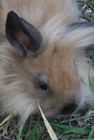 lionhead1.jpg