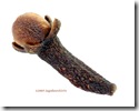 clove