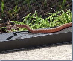 Snake at the pool1