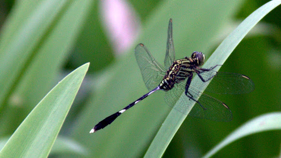 Spotting Image 1