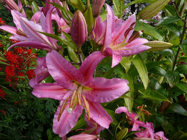 [blomster 2010 029[3].jpg]