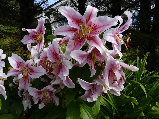 [blomster 2010 031[3].jpg]