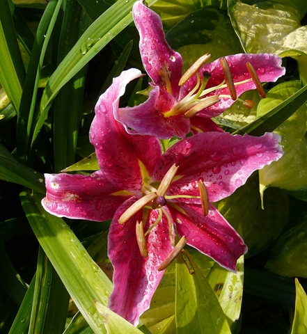 [blomster 2010 013[3].jpg]