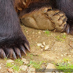 Bear photography in Romania