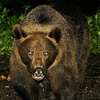 Bear photography in Romania
