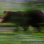 Bear photography in Romania
