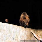 Bear photography in Romania