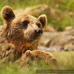 Bear photography in Romania