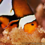Exotic Fish Photography on the Cheap