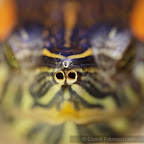 Exotic Fish Photography on the Cheap