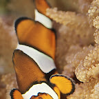 Exotic Fish Photography on the Cheap