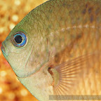 Exotic Fish Photography on the Cheap