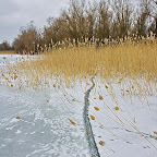 Winter-2010-Danube-Delta_by_Daniel_Petrescu