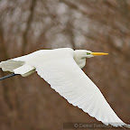 Winter-Photography_Great_Egret