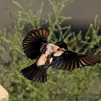 Rose-cloured Starlings (Sturnus roseus)