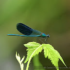 Dragonflies by Daniel Petrescu